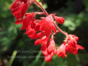 Coral Bells