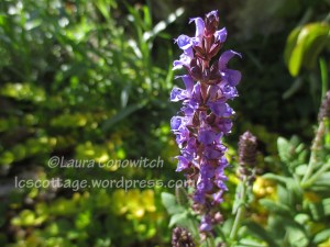 Salvia