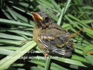 Baby Pine Siskin