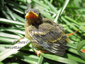 Baby Pine Siskin