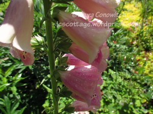Foxglove