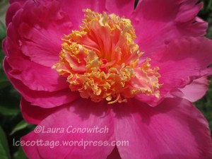 Peony
