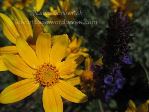 Marguerite Daisy and Salvia