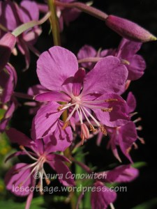 Fireweed