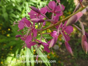 Fireweed