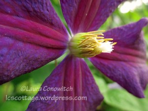Clematis