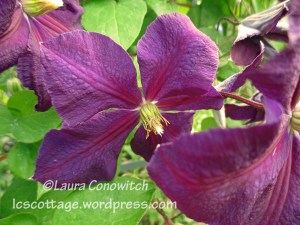 Clematis