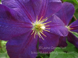 Clematis