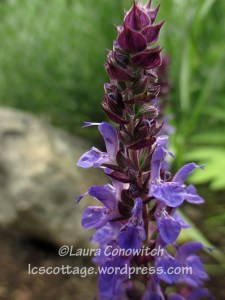 Salvia