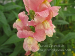 Snapdragon