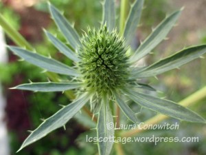 Sea Holly