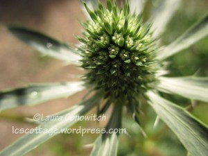 Sea Holly