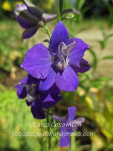 Delphinium