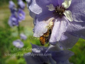 Delphinium