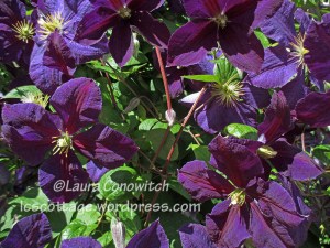 Clematis