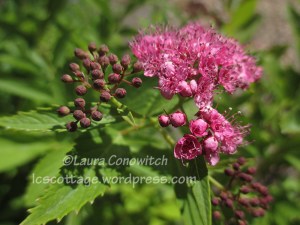Joe Pye Weed