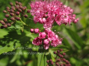 Joe Pye Weed