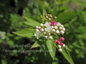 Spirea