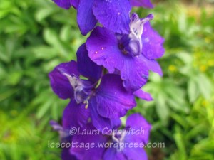 Larkspur