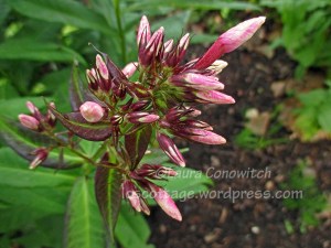 Phlox
