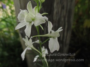 Larkspur