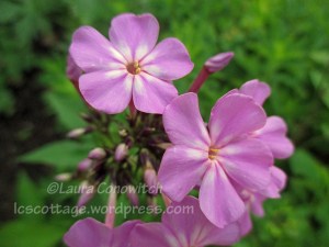 Phlox
