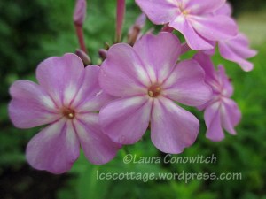 Phlox