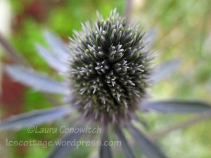 Sea Holly