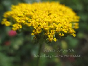 Yarrow