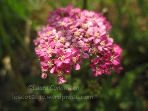 Spirea