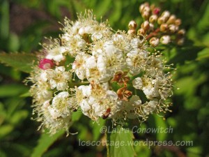 Spirea