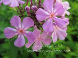 Phlox
