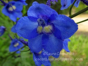 Delphinium