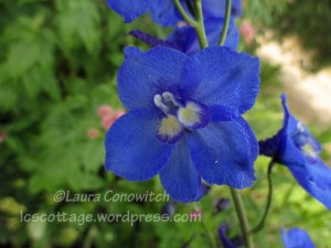 Delphinium