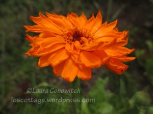 Calendula