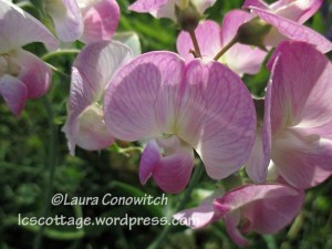 Field Pea