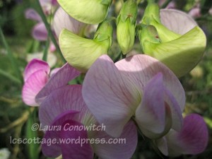 Field Pea