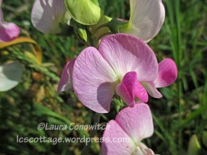 Field Pea