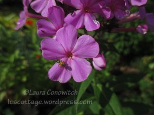 Phlox