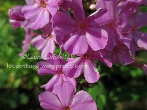 Phlox
