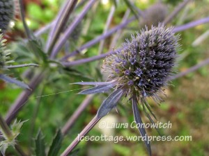 Sea Holly