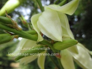Yucca