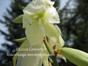 Yucca