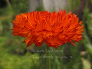 Calendula