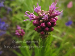 Liatris