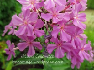 Phlox