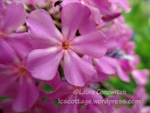 Phlox