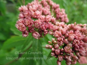 Joe Pye Weed