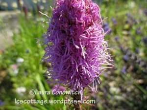Liatris
