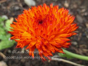 Calendula